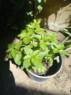 Potted mint plant yerba buena