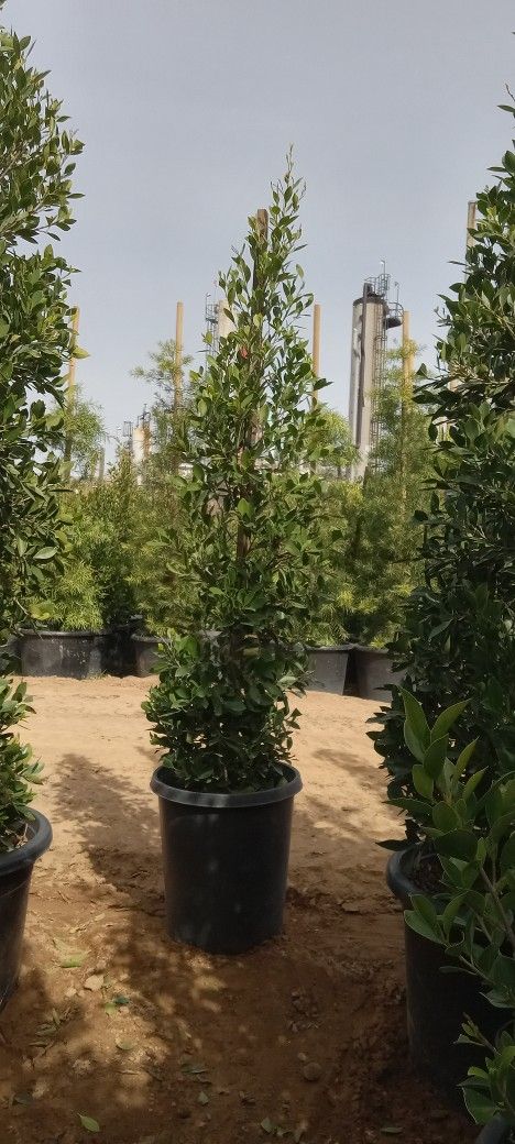 Cannan Nursery Paramount Ca