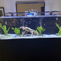 135g Acrylic Aquarium/Fish Tank