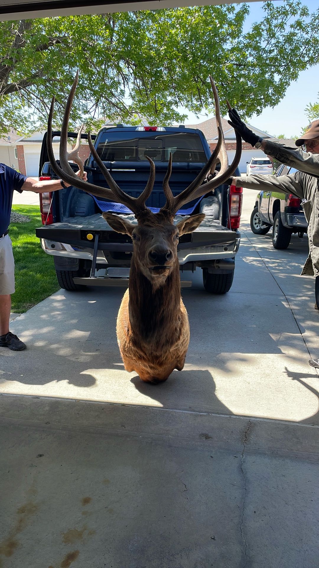 Elmer the ELK!!