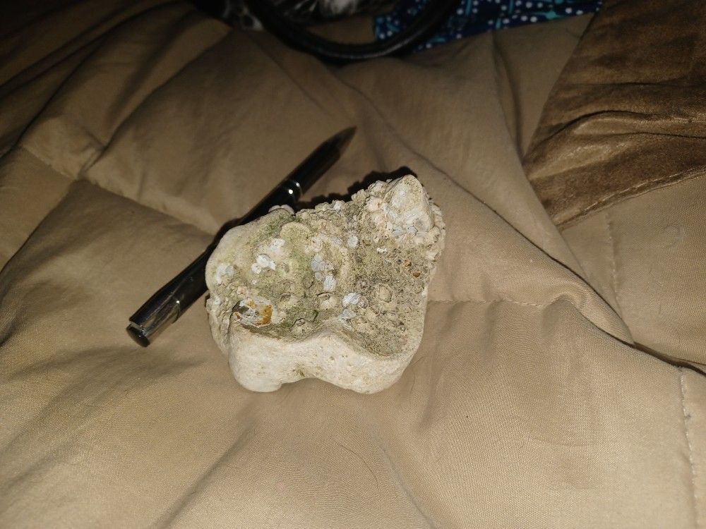 Giant Molar Tooth
