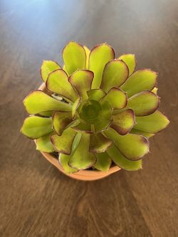 Adorable Aeonium succulent in terra cotta