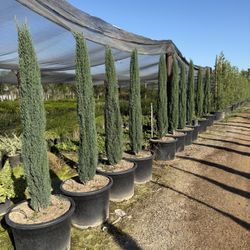 Tiny Tower Italian Cypress 25 Gallons 5-6 Feet Tall 