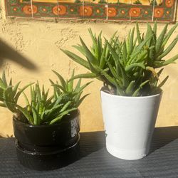 2 Nice Succulents In Ceramic Pots 