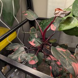 Philodendron Pink Princess 