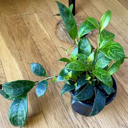 Non-Toxic Black Pagoda Lipstick Plant / Free Delivery Available 