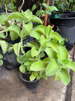 Oregano orejón