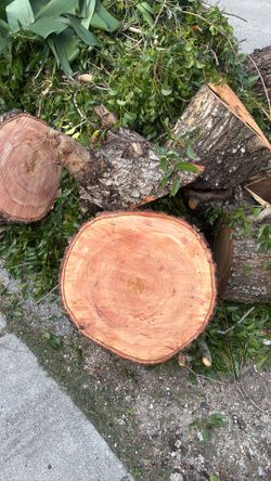 Mahogany Tree Trunks