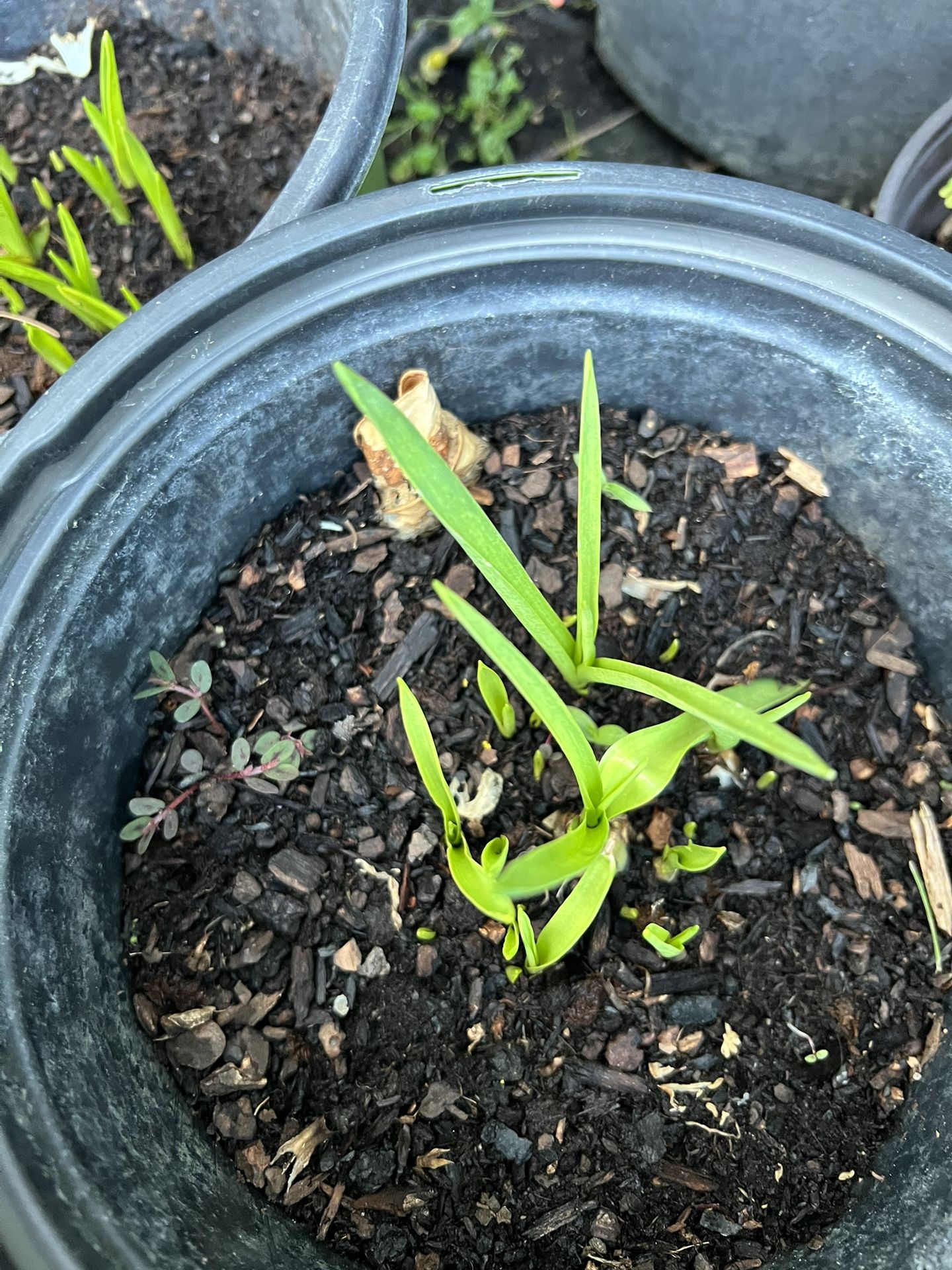 Tuberose Bulb for Sale in Roseville, CA OfferUp
