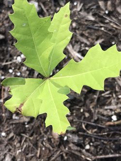 2 live pin oak tree seedling fast shipping