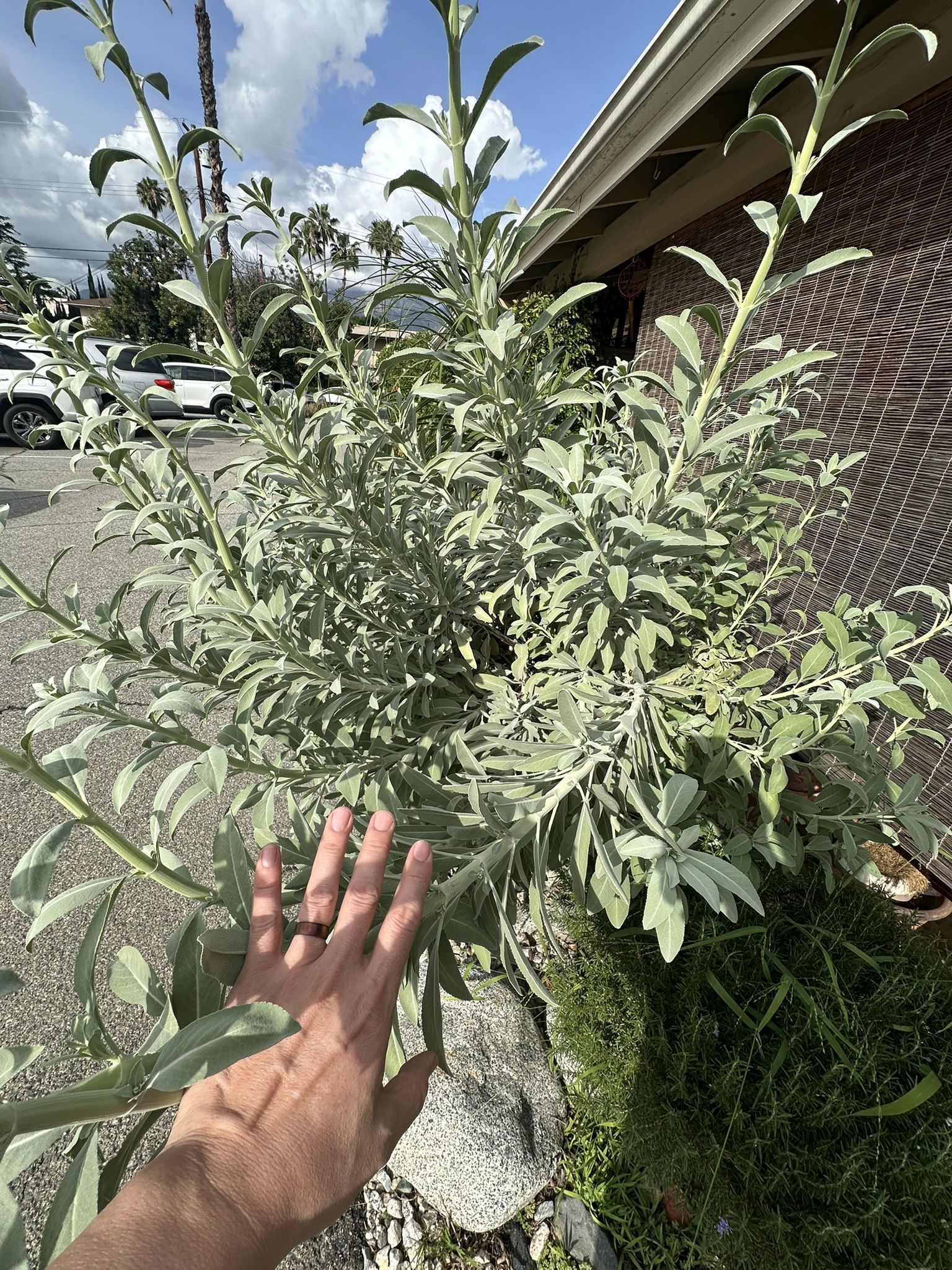 White Sage Clippings (Fresh Cut) 1 Brown Grocery Bag $10