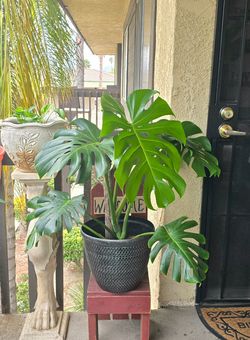 Large Monstera Deliciosa – 20" Leaves – Very Healthy & Actively Growing