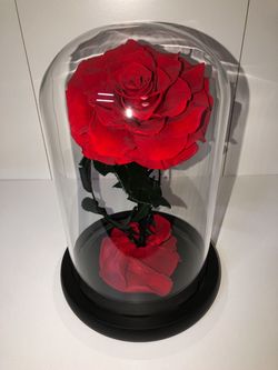 New Preserved Eternal Rose