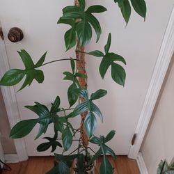 Philodendron 'Florida', 4 Feet Height, Live Indoor Plant 