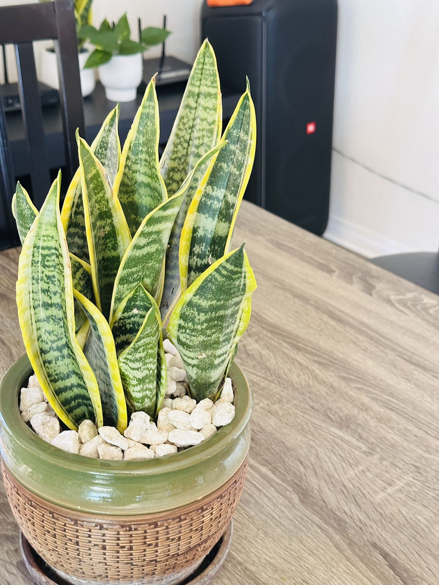 Ceramic Pot With Sensevieria Plant