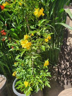 Yellow Trumpetbush