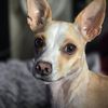 Alfonso