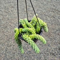 Donkey Tail Plant 6" Pot