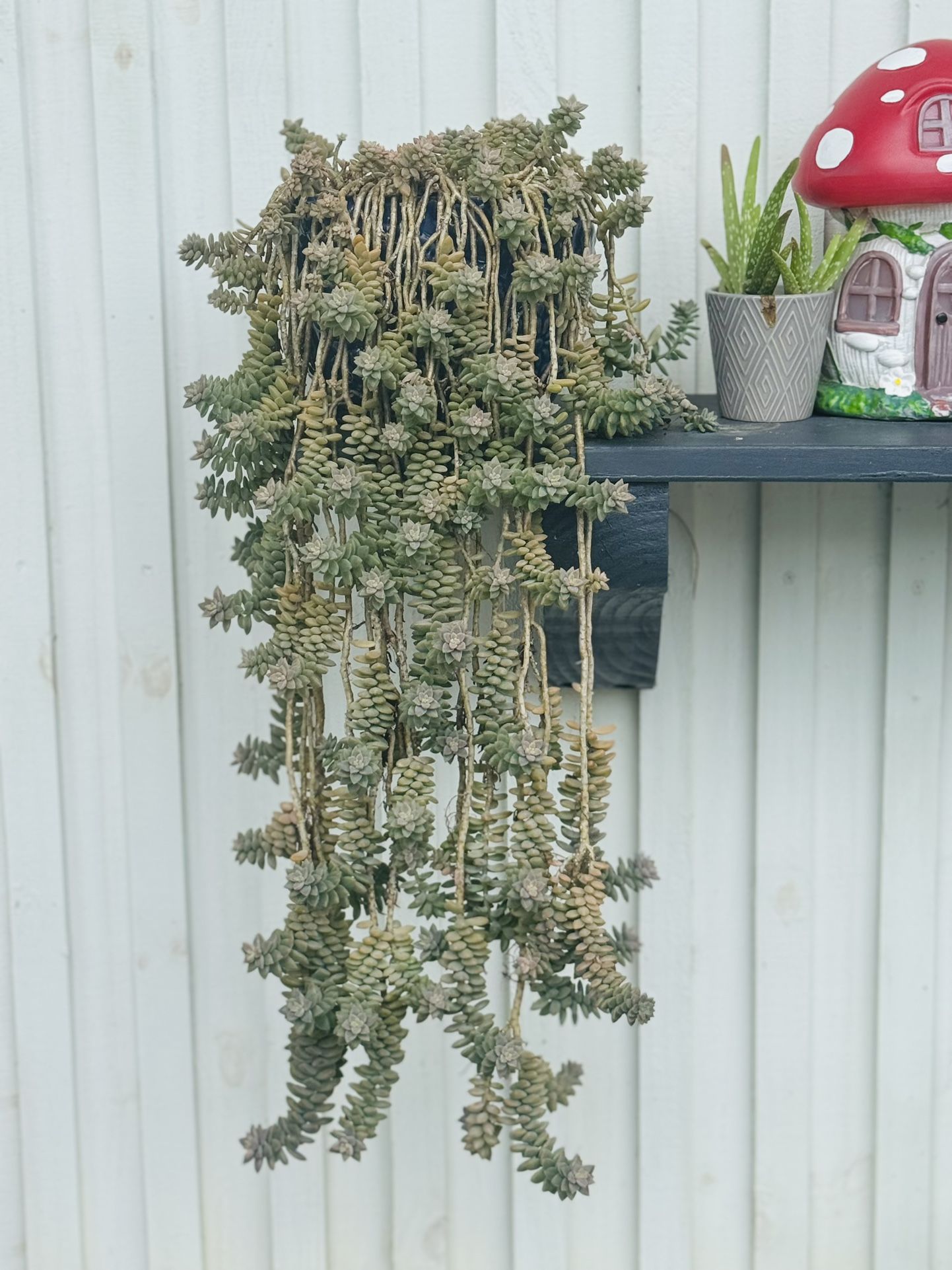 Sedeveria Pink Granit (rare Succulent hybrid) 2”’cuttings