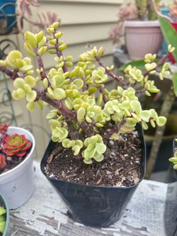 Rainbow Bush Variegata Succulent