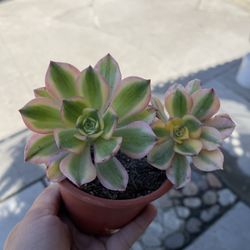 4” aeonium