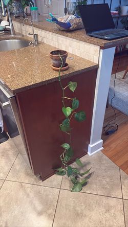Long pothos and 4.5 inch terracotta pot