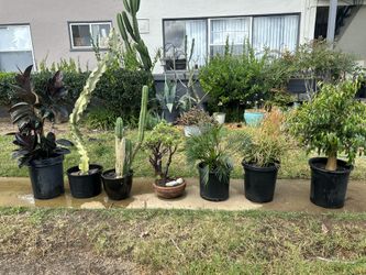 Large Plants for Sale – Cactus, Euphorbia, Rubber Plant, Ficus, Jade
