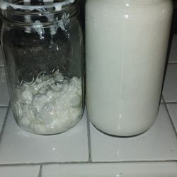 Bulgaros Gratis Free