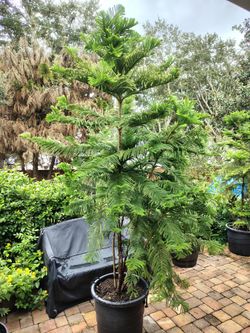 Norfolk Pines