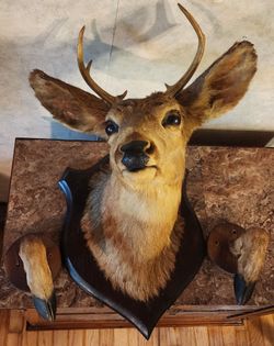 Taxidermy Deer head and Hooves