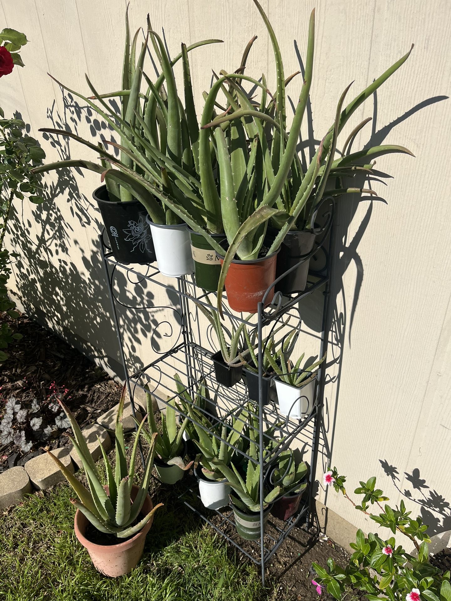 Aloe Vera Plants 