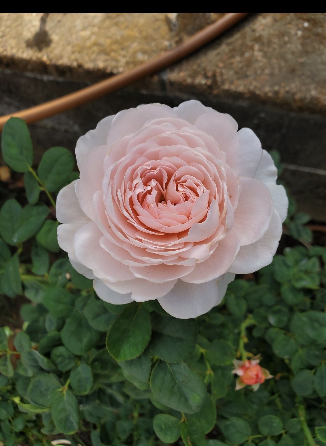 Queen of Sweden Rose Plant In 1 Gallon Pot (Own root). Pick Up In Millbrae