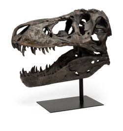 Large T-Rex Skull Fossil-
