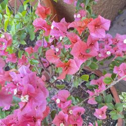 Beautiful Orange Pink Bougainvillea With Clay Pot High Is 14 Wide Is 17 For 70