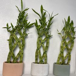 Bamboo Plants With Oval Pots $10 each