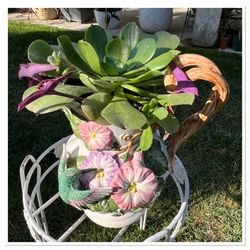 Cute Succulent Planter