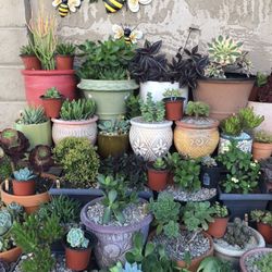 Plants