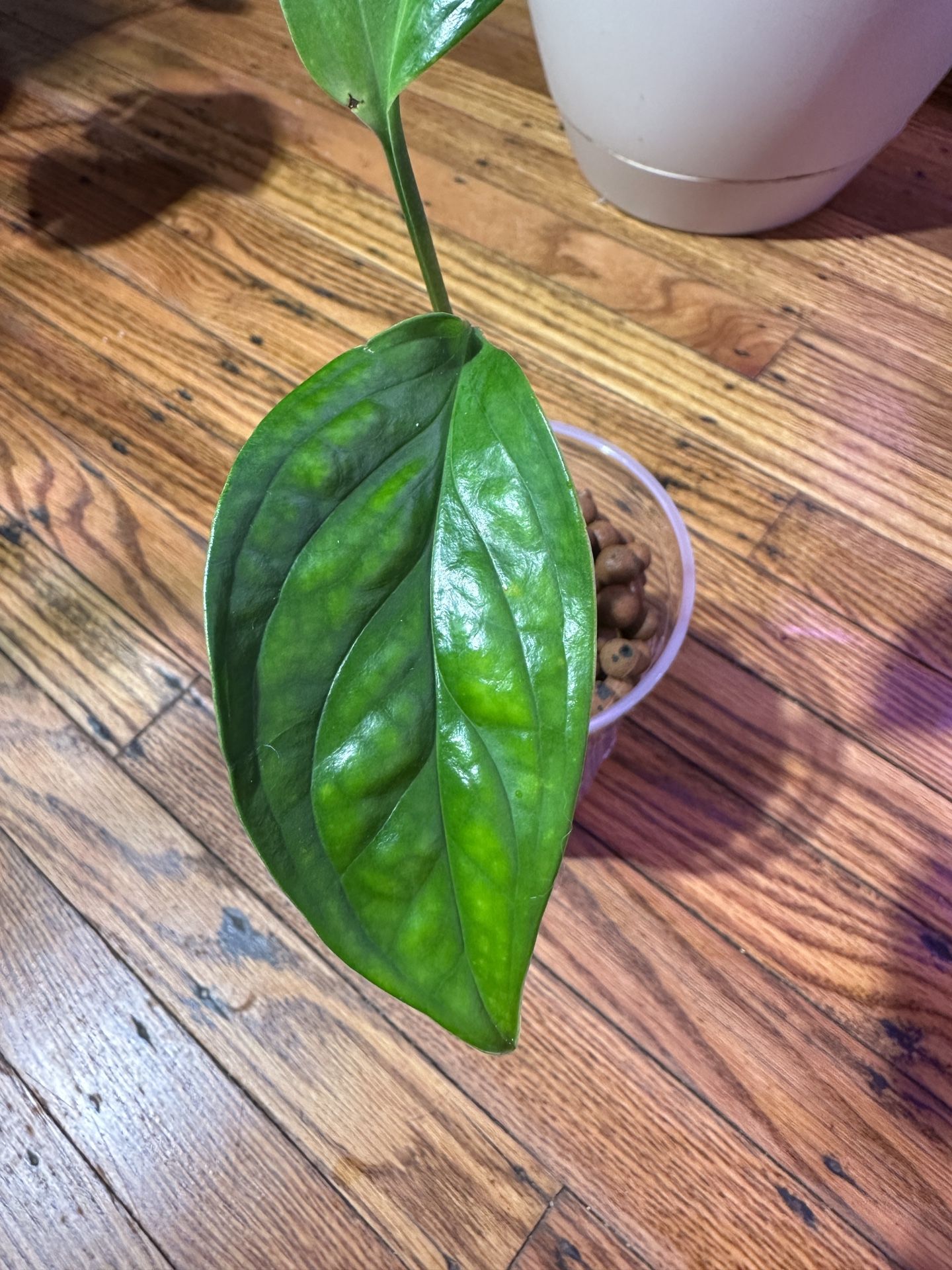 Monstera Pinnatipartita Plant