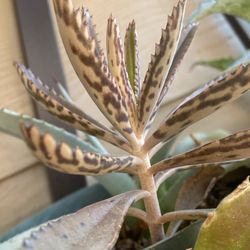 Mother of Thousands Succulent Plant $7 each