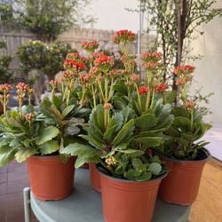 Red Calandiva Kalanchoe Live Plant,  6 Inch Pot, Red Blooms, Home Growing, For Indoor Or Outdoor