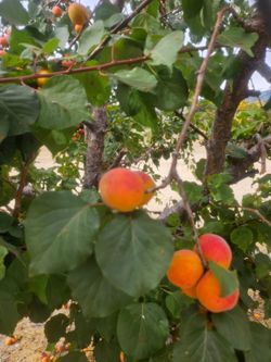 Fresh Apricots