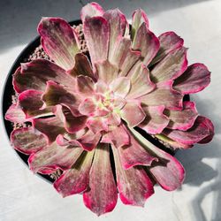 Red Aeonium On Sale