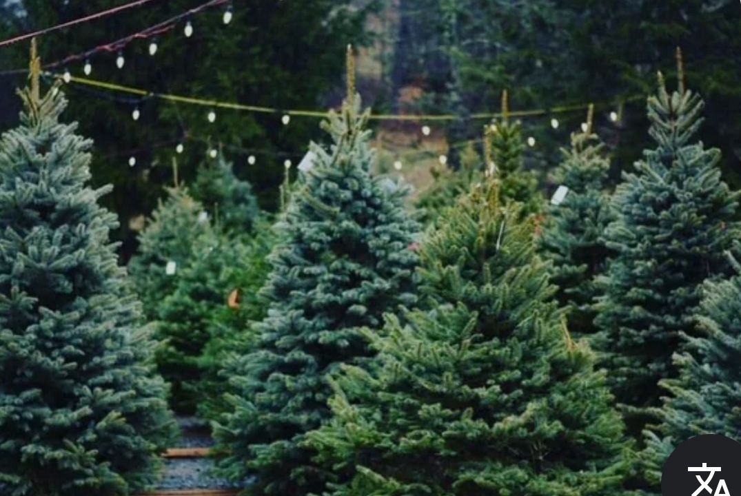 Christmas Trees - Delivery