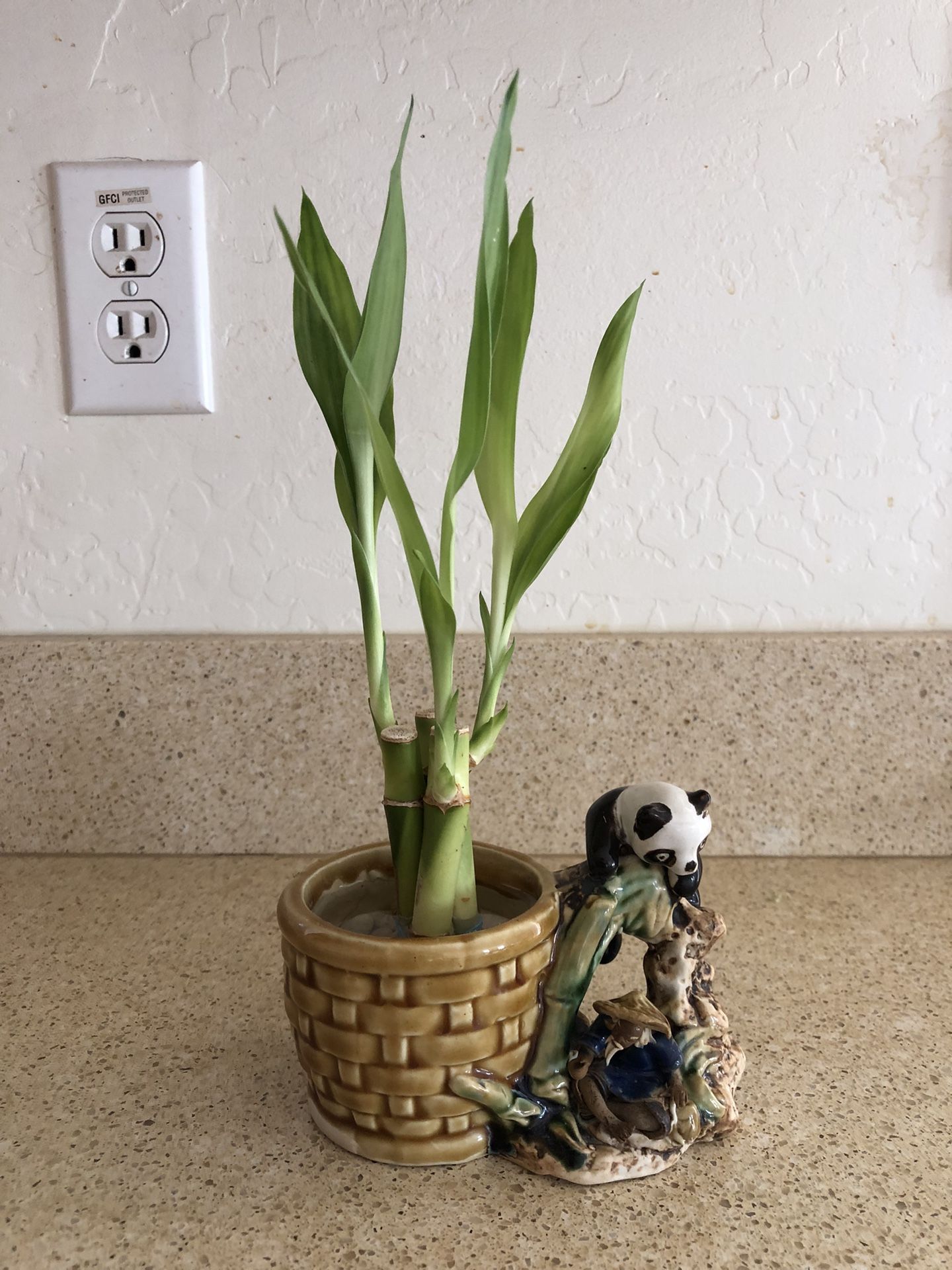 Lucky Bamboo + Small Planter