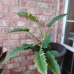 Philodendron Prismacolor Golden Plant 