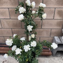 Rose Climbing Plant, Is 4 Feet Talk In 5 Gallóns Pot Pick Up Only