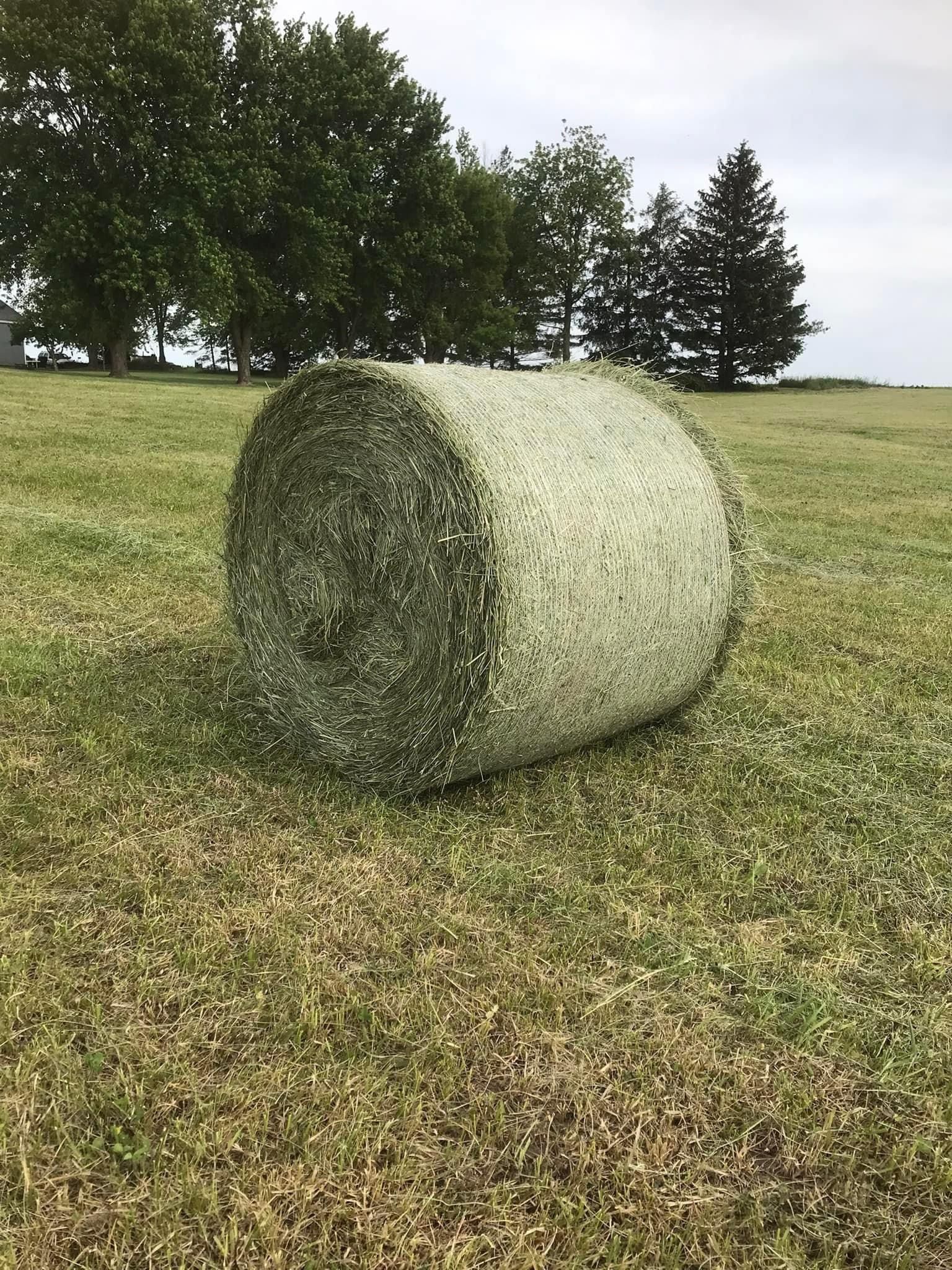 Horse Quality Grass Hay Round Bales
