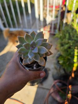 Ghost Plant (Graptopetalum paraguayense)