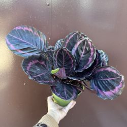 6” Calathea Dottie