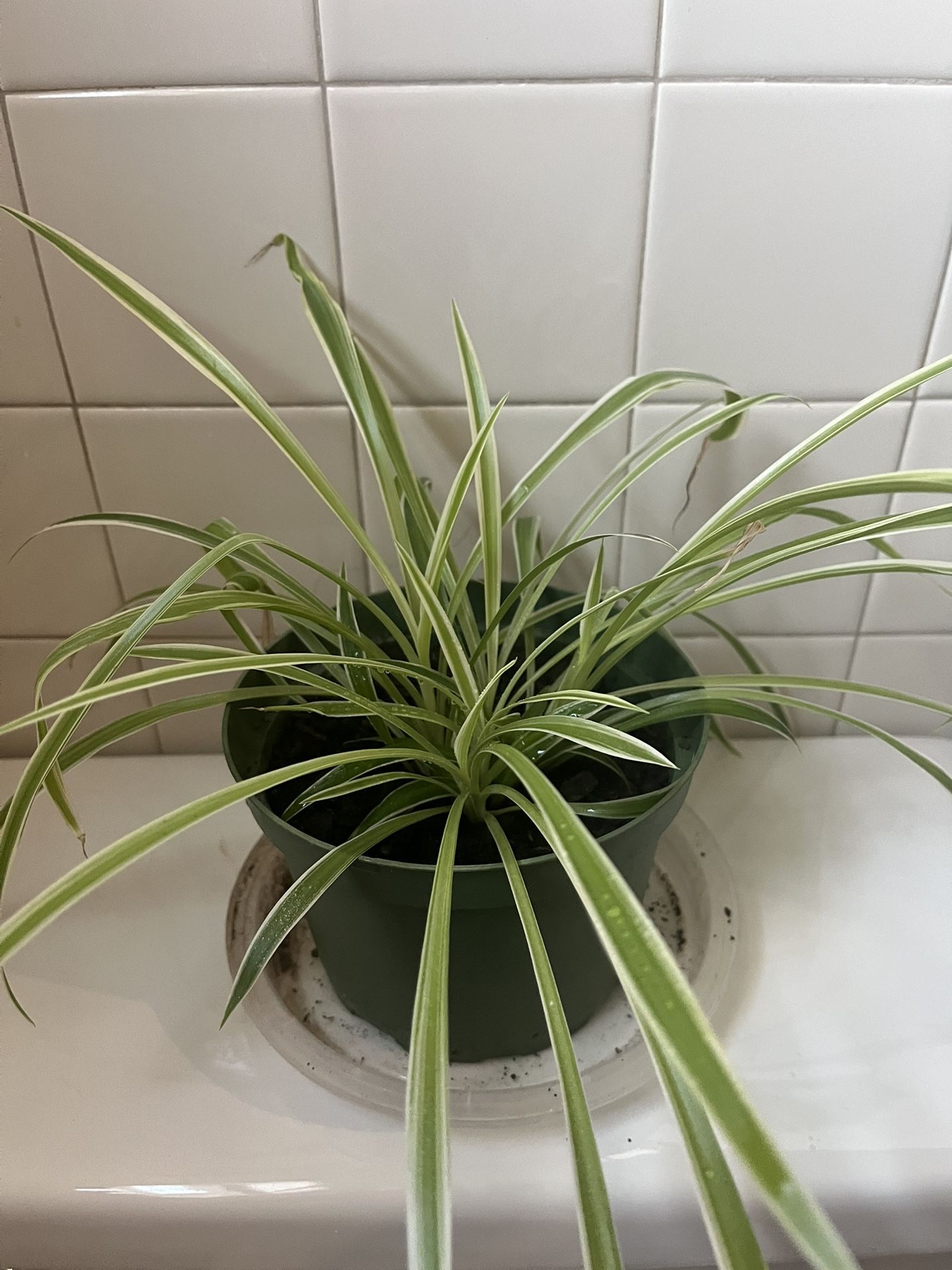 Spider Plant